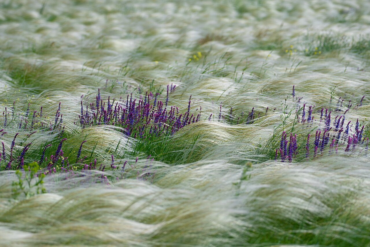 Wind